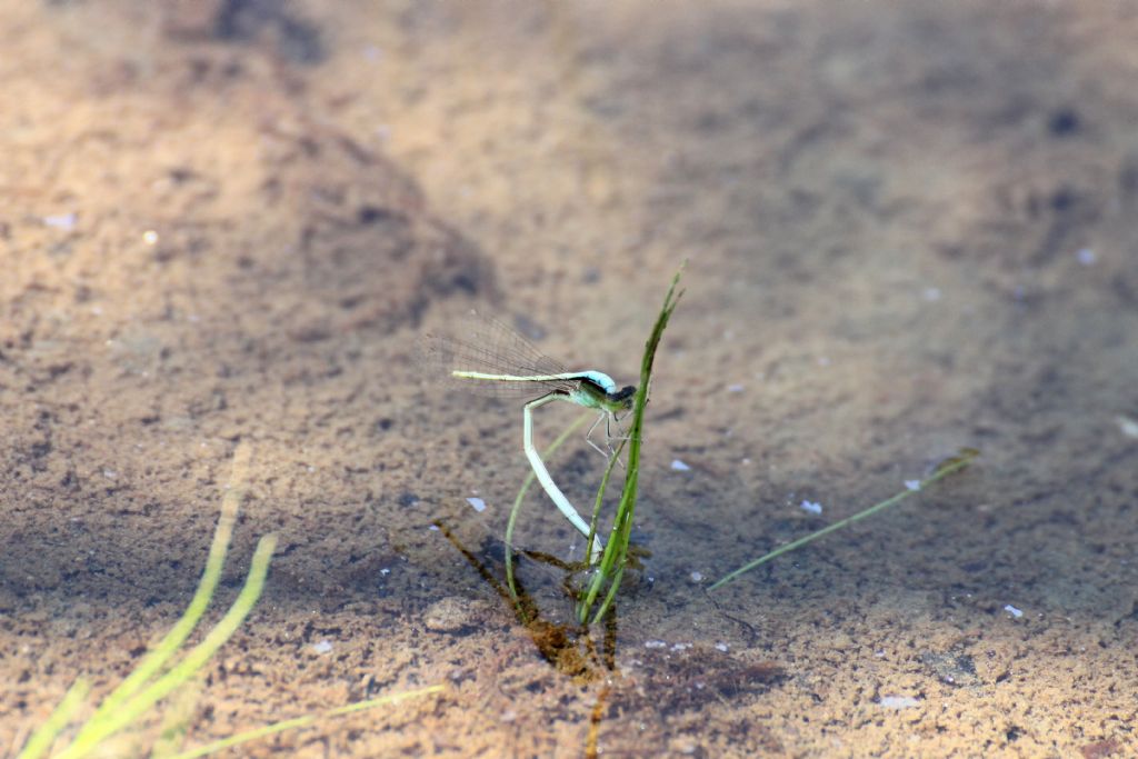 Non so se � frequente ... Ischnura pumilio femmina ...